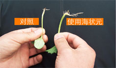 使用海狀元對比