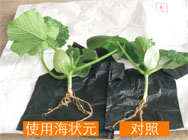 使用海狀元對照