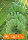 使用海狀元
