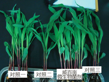 �o�~����ԇ��C�����ٮ�΢�������Ч�����@��(y��u)�ڌ���